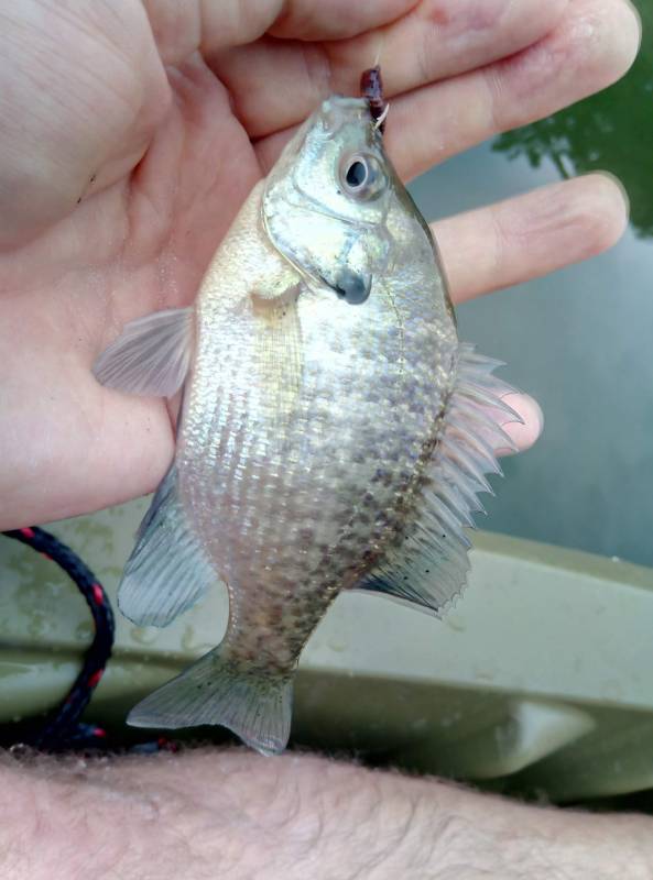 Bluegill in Frederick County