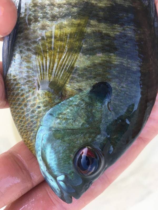 Bluegill in Bastrop