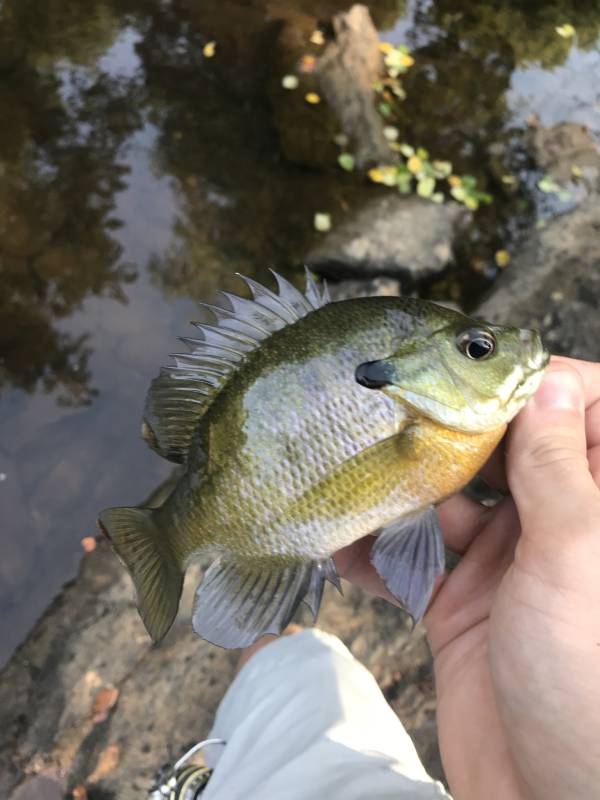 Bluegill in Elon