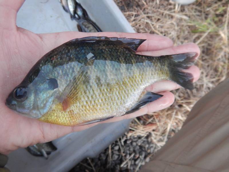 Bluegill in Daingerfield