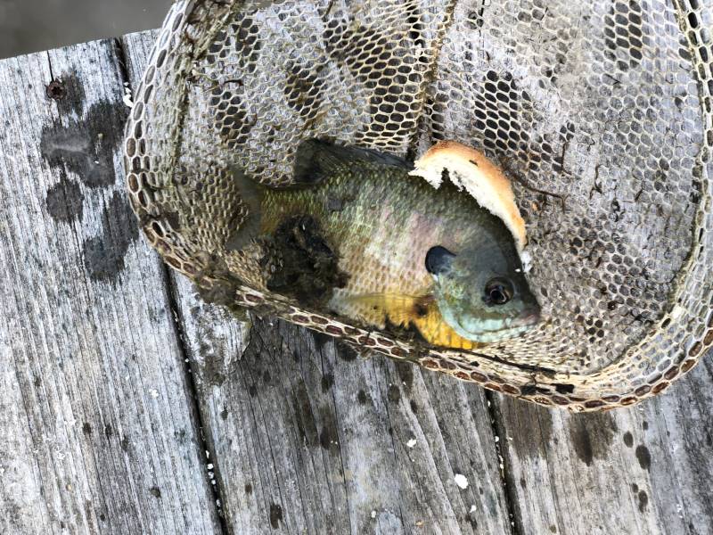 Bluegill in Newark