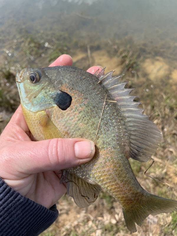 Bluegill in Hopkins County