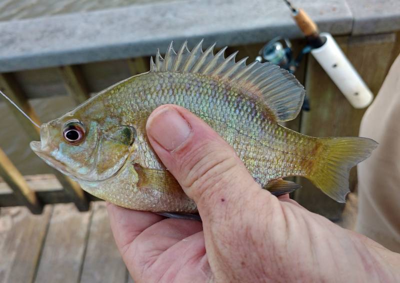 Bluegill in Freeport