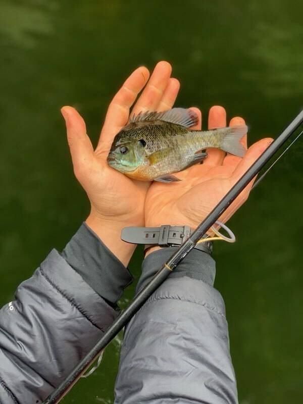 Bluegill in Watsonville