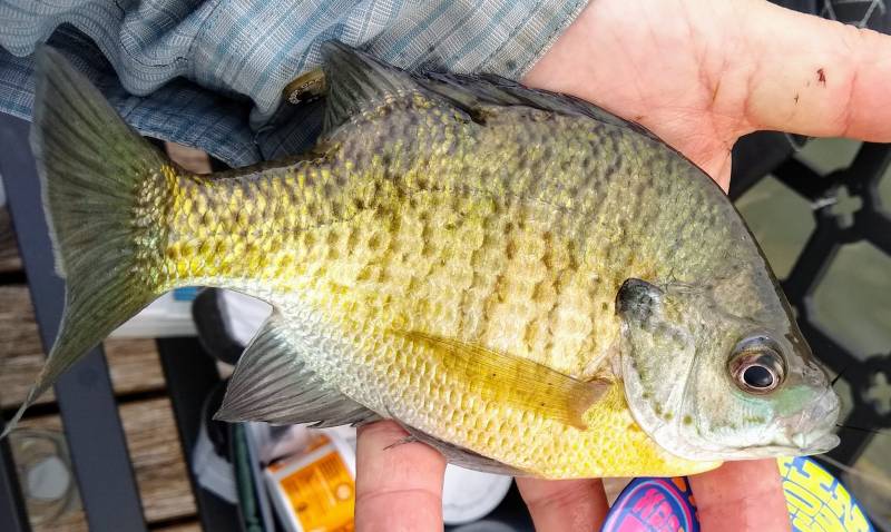 Bluegill in Racine