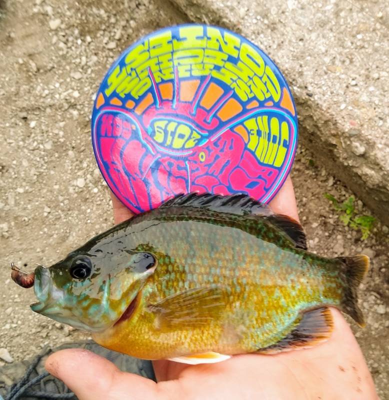 Bluegill in Aurora