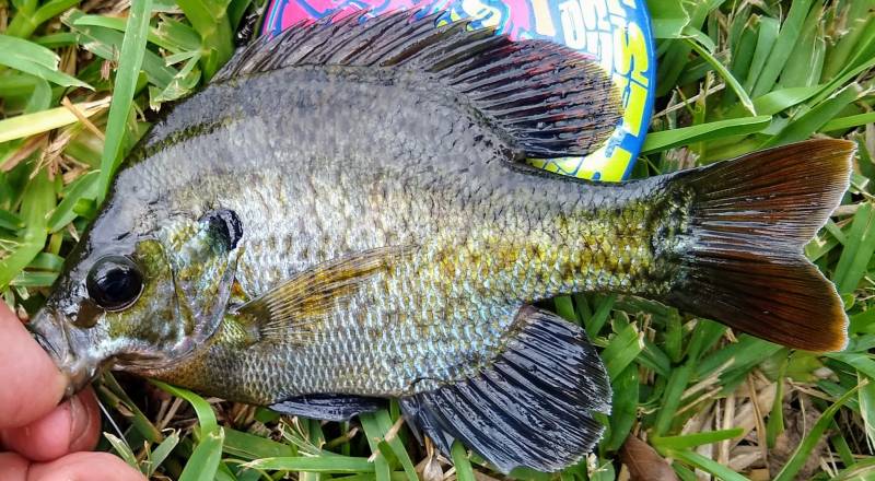 Bluegill in Florida