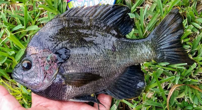 Bluegill in Florida