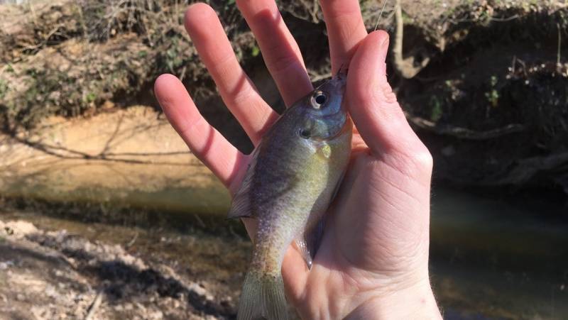 Bluegill in Oxford