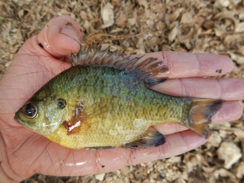 Bluegill in Stephenville