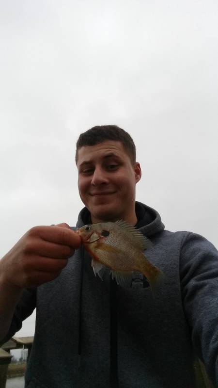 Bluegill in Montgomery County