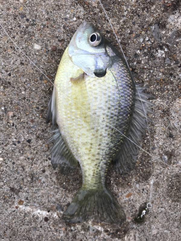 Bluegill in Higgins