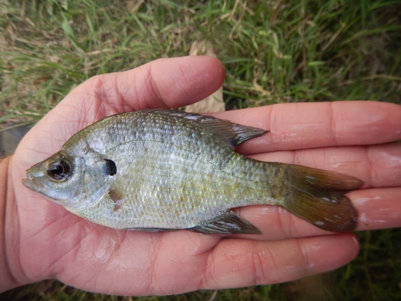 Bluegill in Terrell County