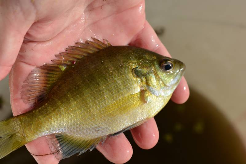 Bluegill in East Baton Rouge Parish