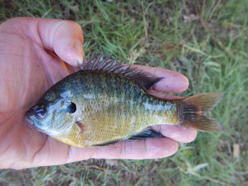 Bluegill in Marlin
