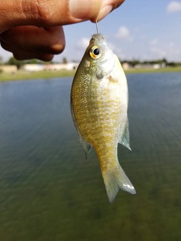 Bluegill in San Juan