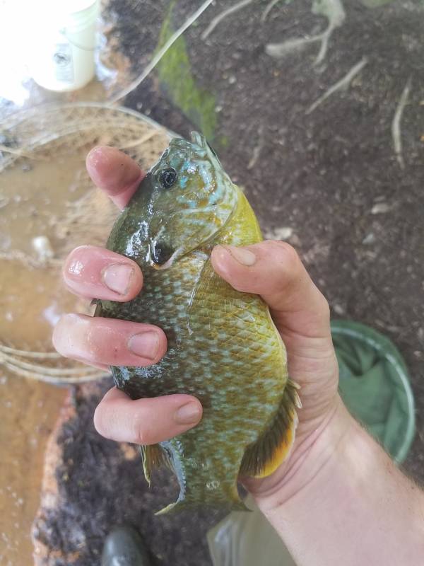 Bluegill in Harrisonburg