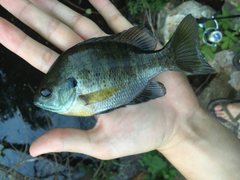 Bluegill in Fredericksburg