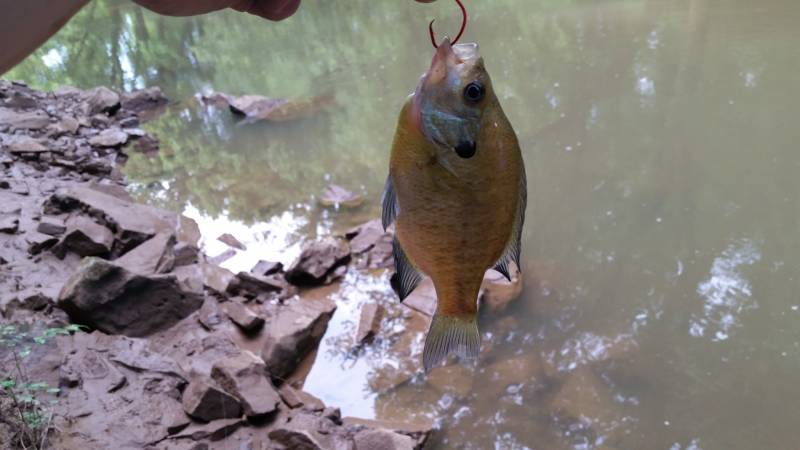 Bluegill in Montgomery County