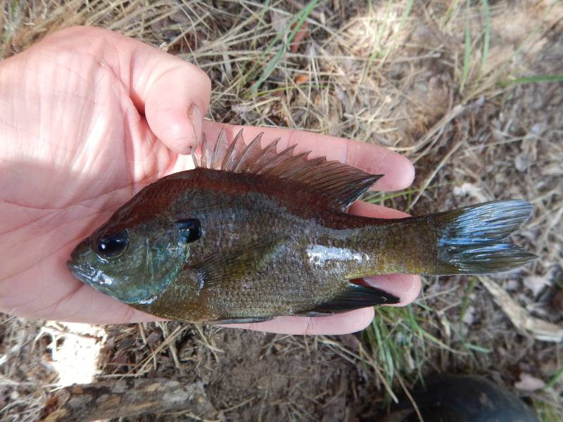 Bluegill in Williamson County