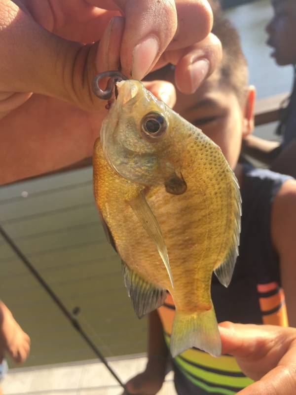 Bluegill in Benbrook
