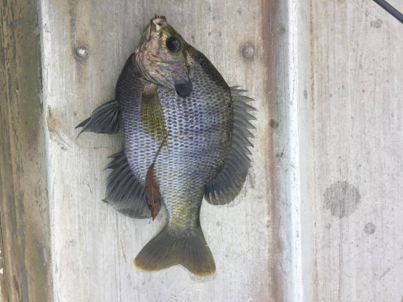 Bluegill in Benbrook