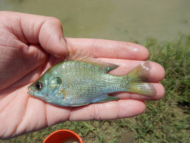Bluegill in Marlin