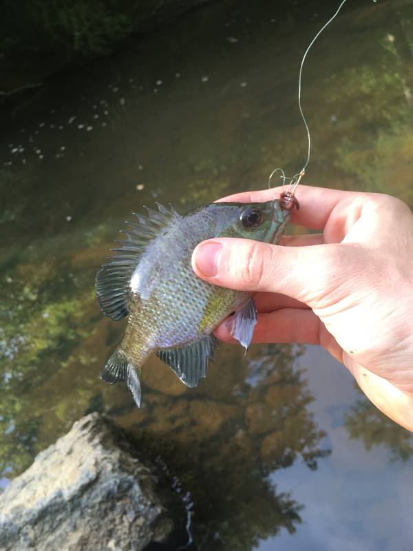 Bluegill in Roxboro