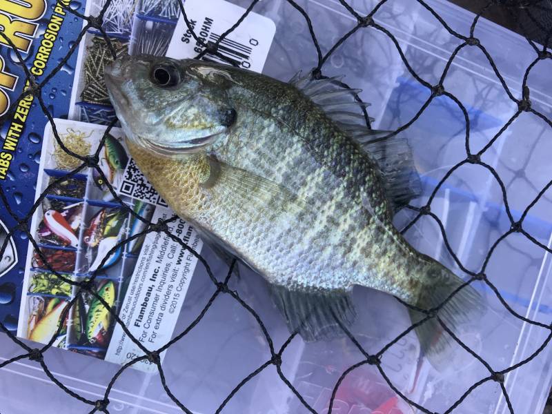 Bluegill in Fort Collins