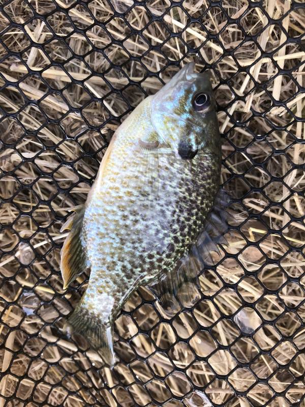 Bluegill in Fort Collins