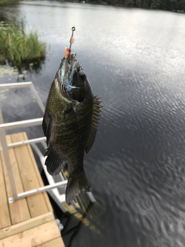 Bluegill in Iron River