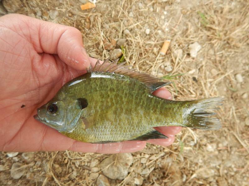 Bluegill in Williamson County