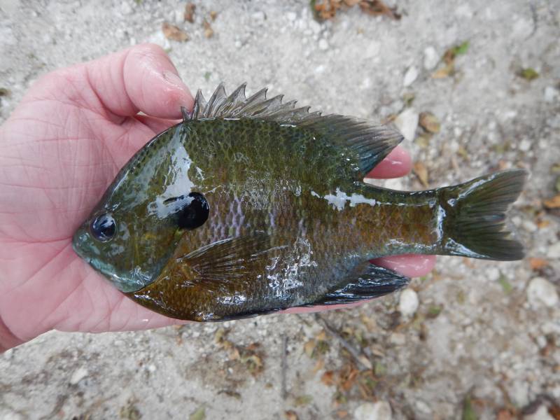 Bluegill in Cranfills Gap