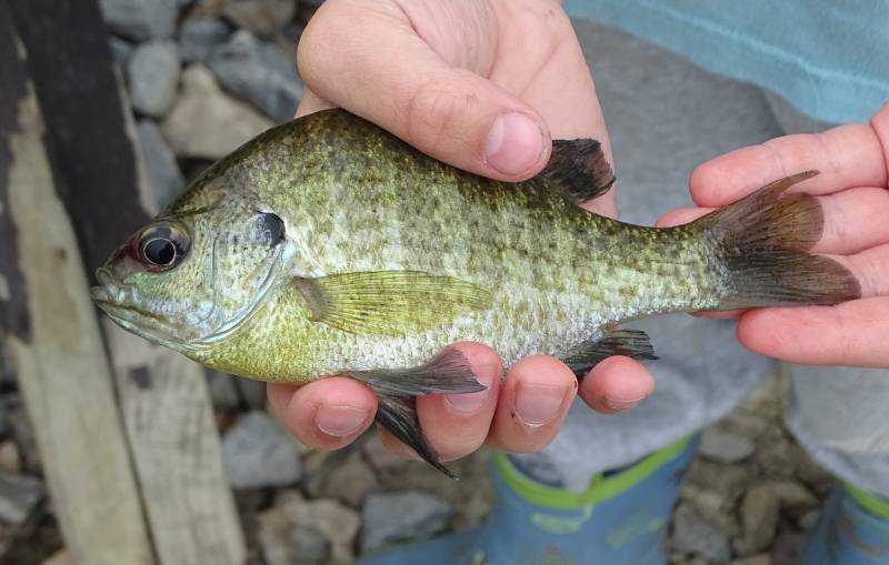 Bluegill in Burlington