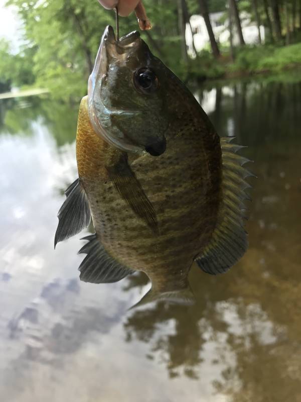 Bluegill in Manchester