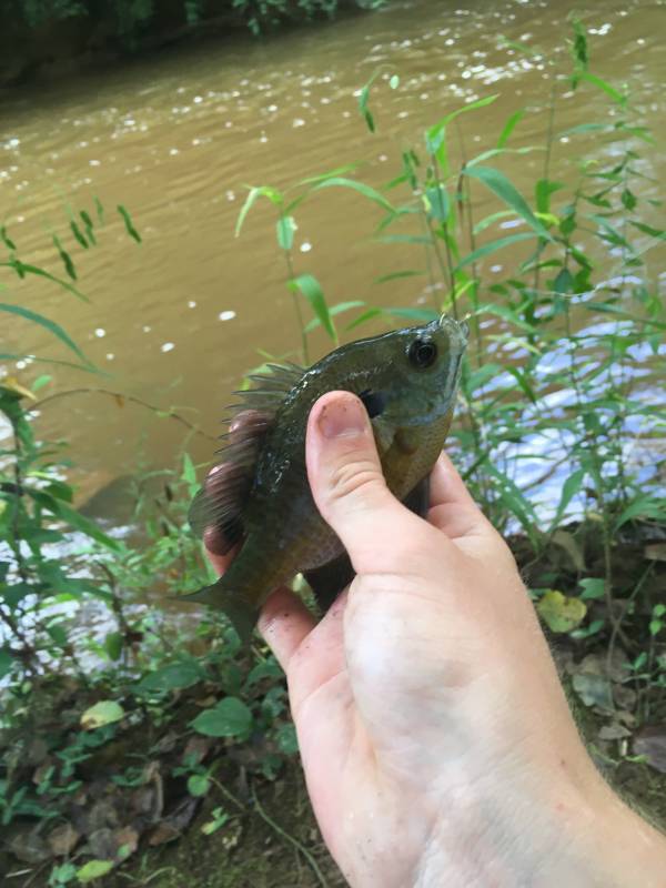 Bluegill in Elon