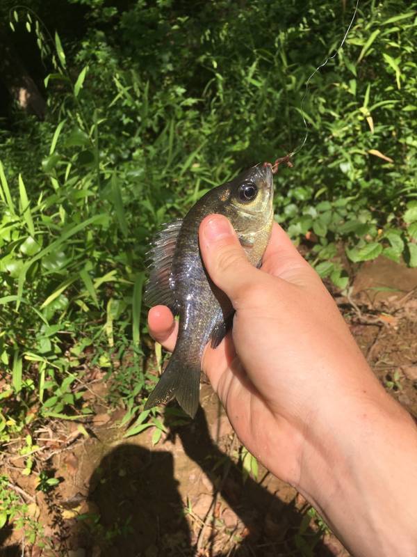 Bluegill in Elon