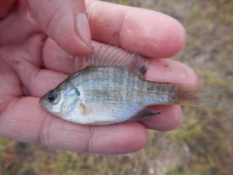 Bluegill in Williamson County