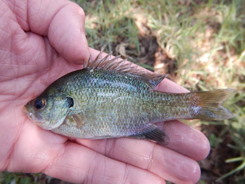 Bluegill in Williamson County