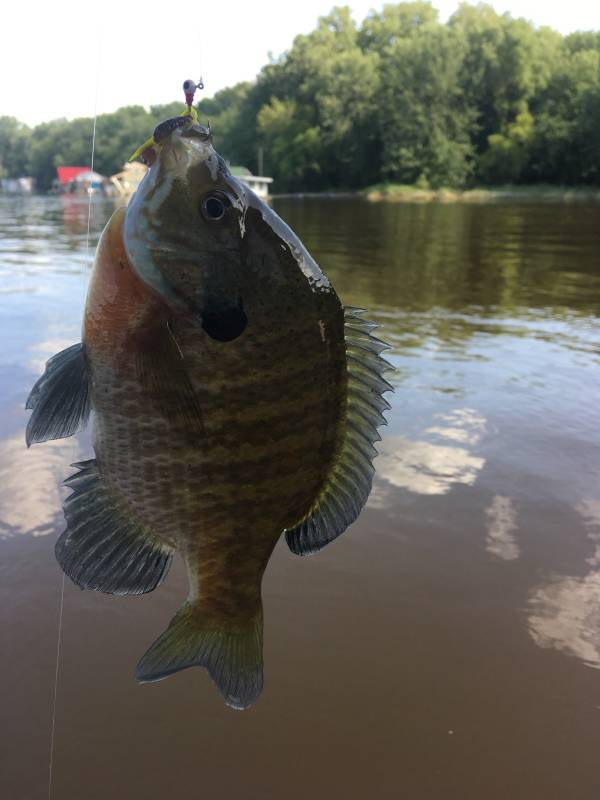 Bluegill in La Crosse