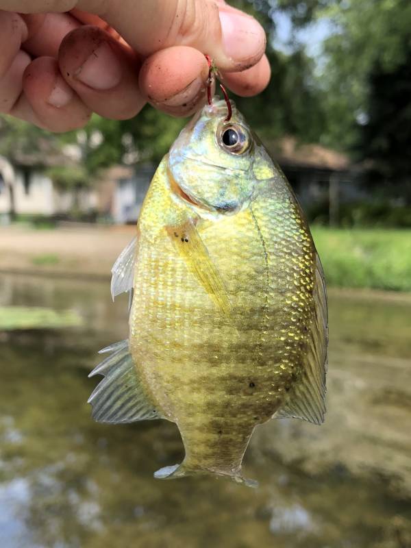 Bluegill in Minneapolis