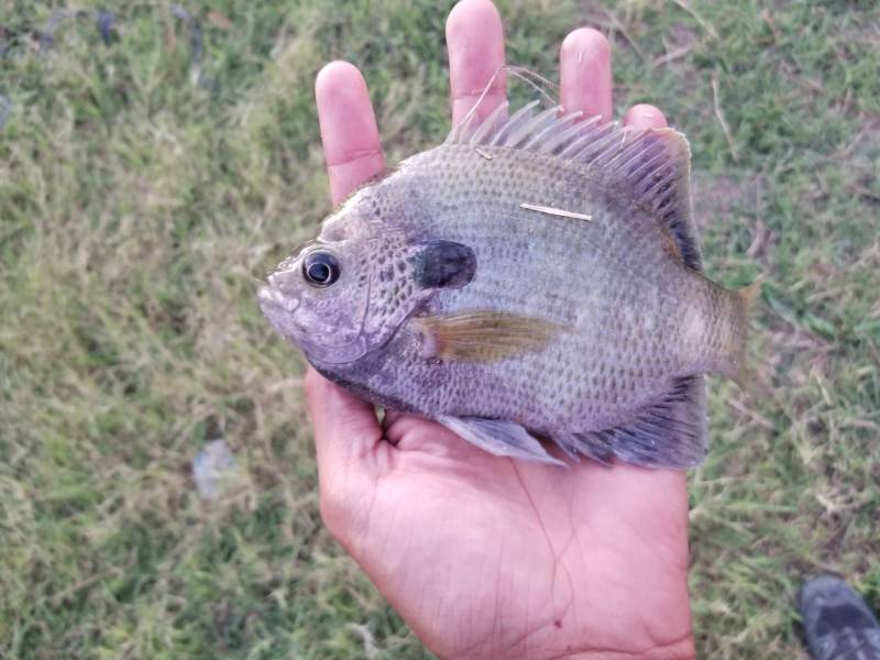 Bluegill in San Juan
