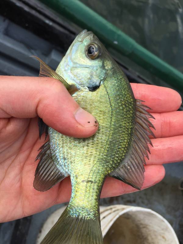 Bluegill in Minnesota