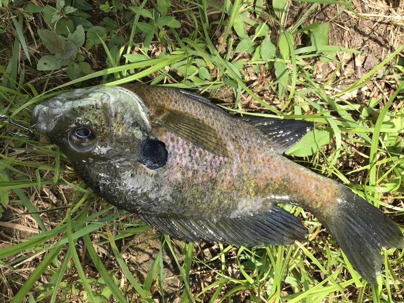 Bluegill in Rappahannock County