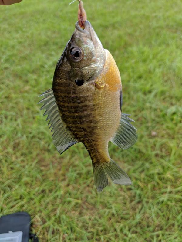 Bluegill in Frederick County