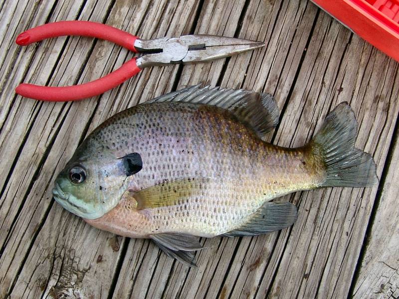 Bluegill in Viola