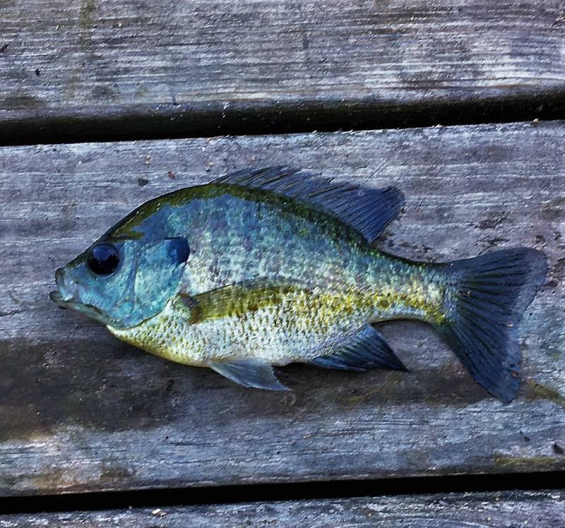 Bluegill in Corning