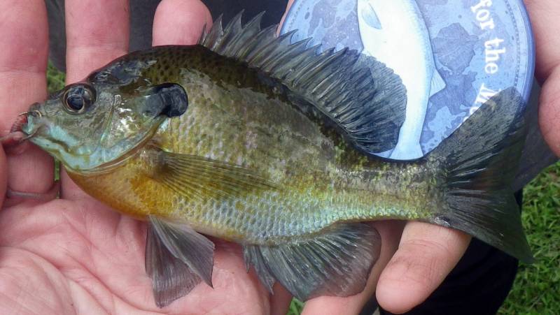 Bluegill in Vermilion County
