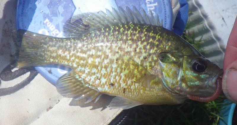 Bluegill in Aurora