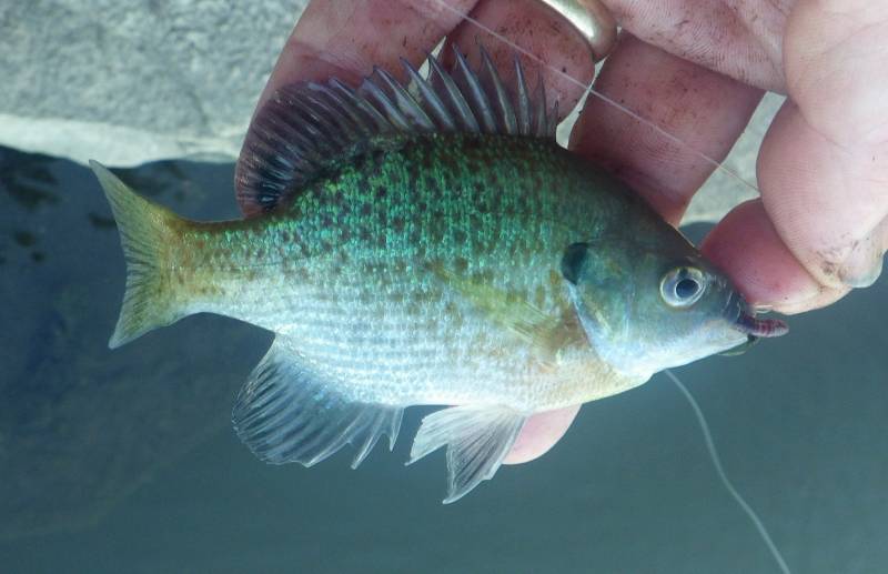 Bluegill in Aurora